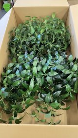 寺院用お供え造花_しきび 造花 Sサイズ85cｍ [FPMP-0027]を、兵庫県へ発送しました。